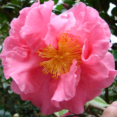 Flossie Goodson